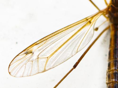 Réf. 344 831 : Tipula sp.